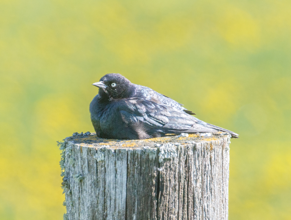  176 Brewer's Blackbird 