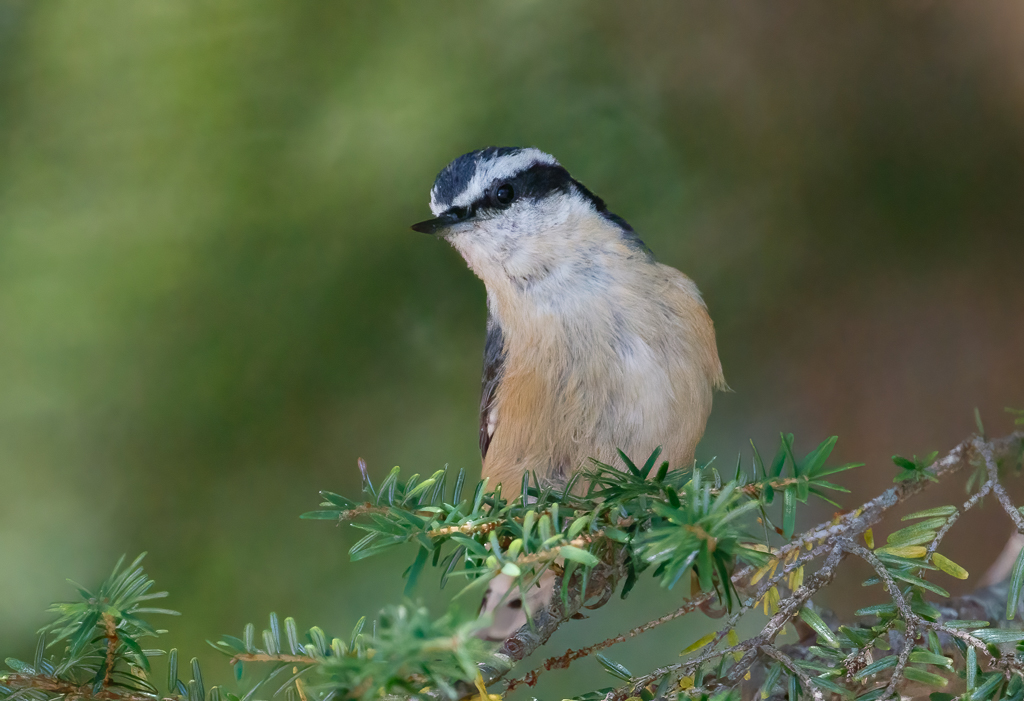  7 Red-breasted Nuthatch 