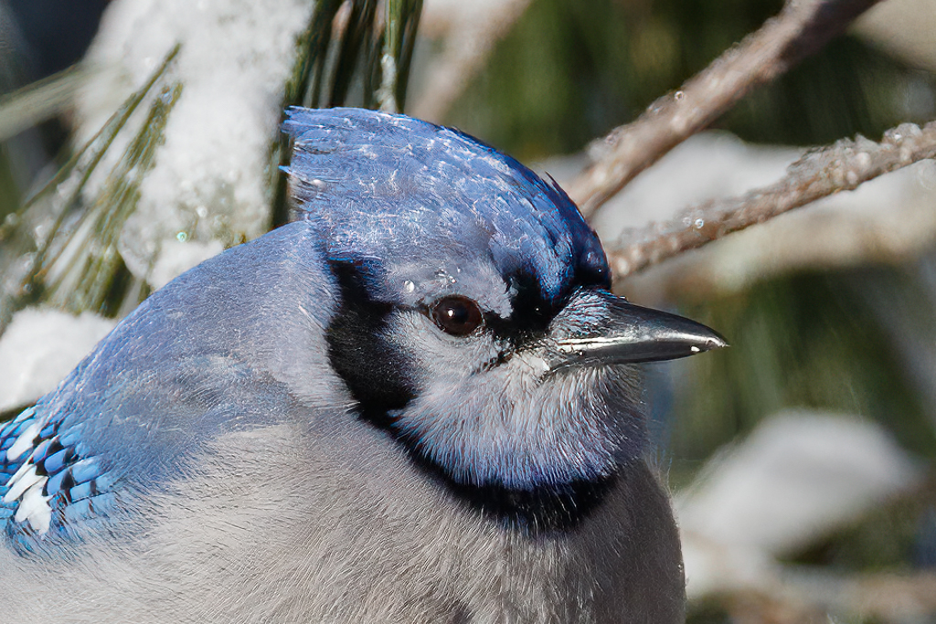  9 Blue Jay 