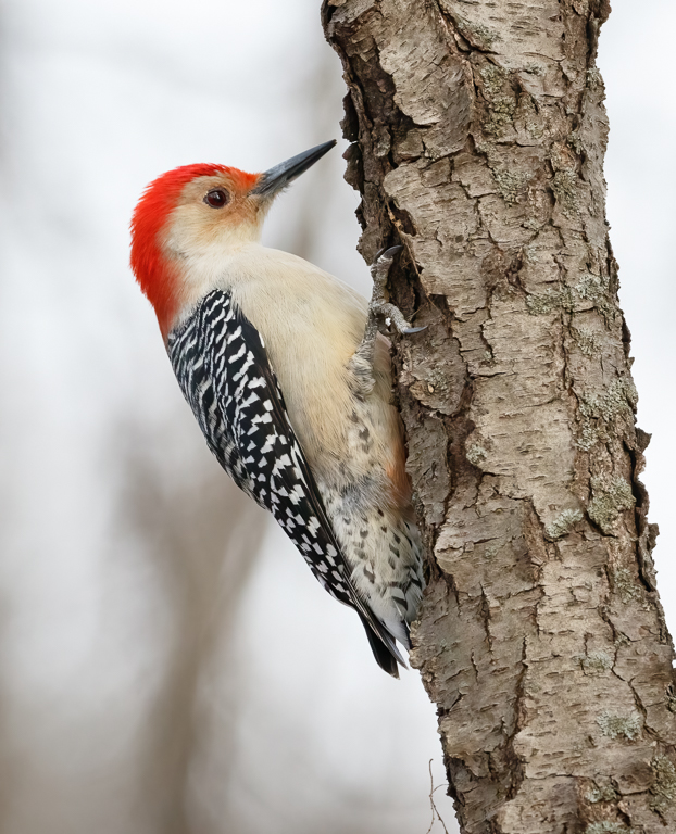  11 Red-bellied Woodpecker 
