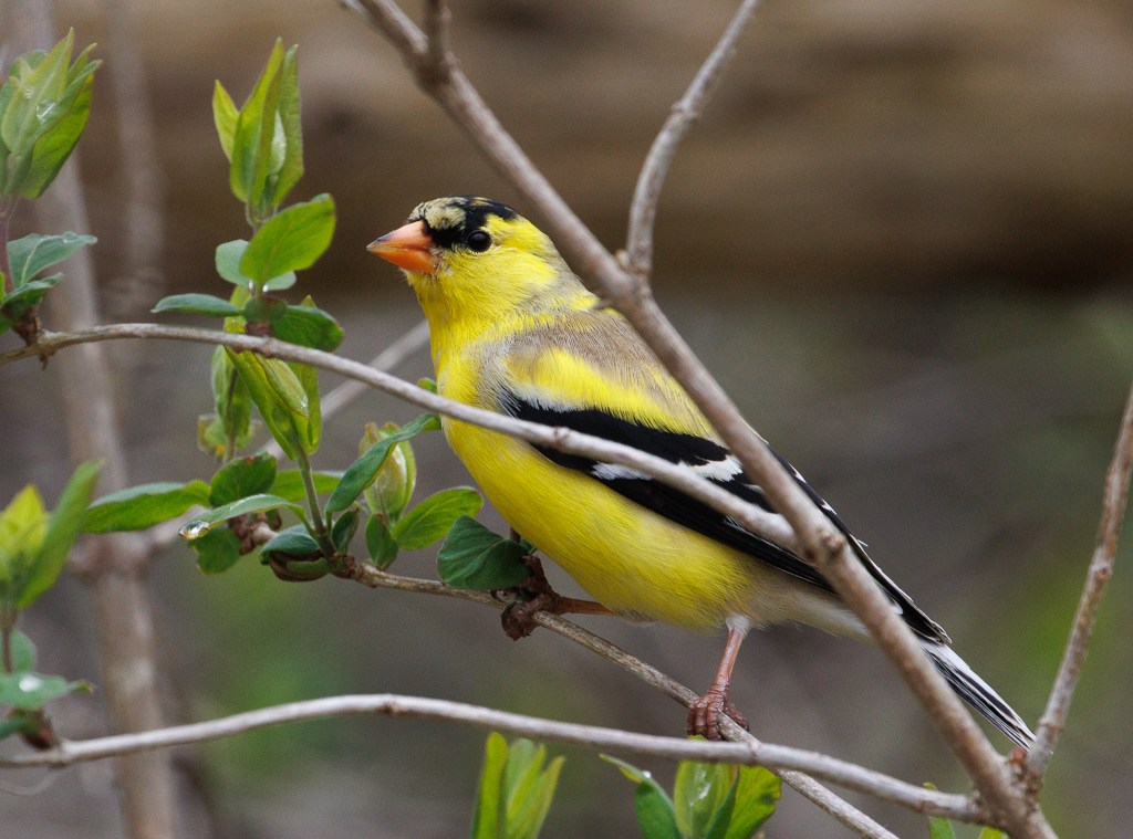  4 American Goldfinch 