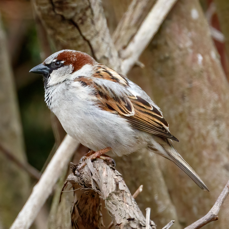 6 House Sparrow 