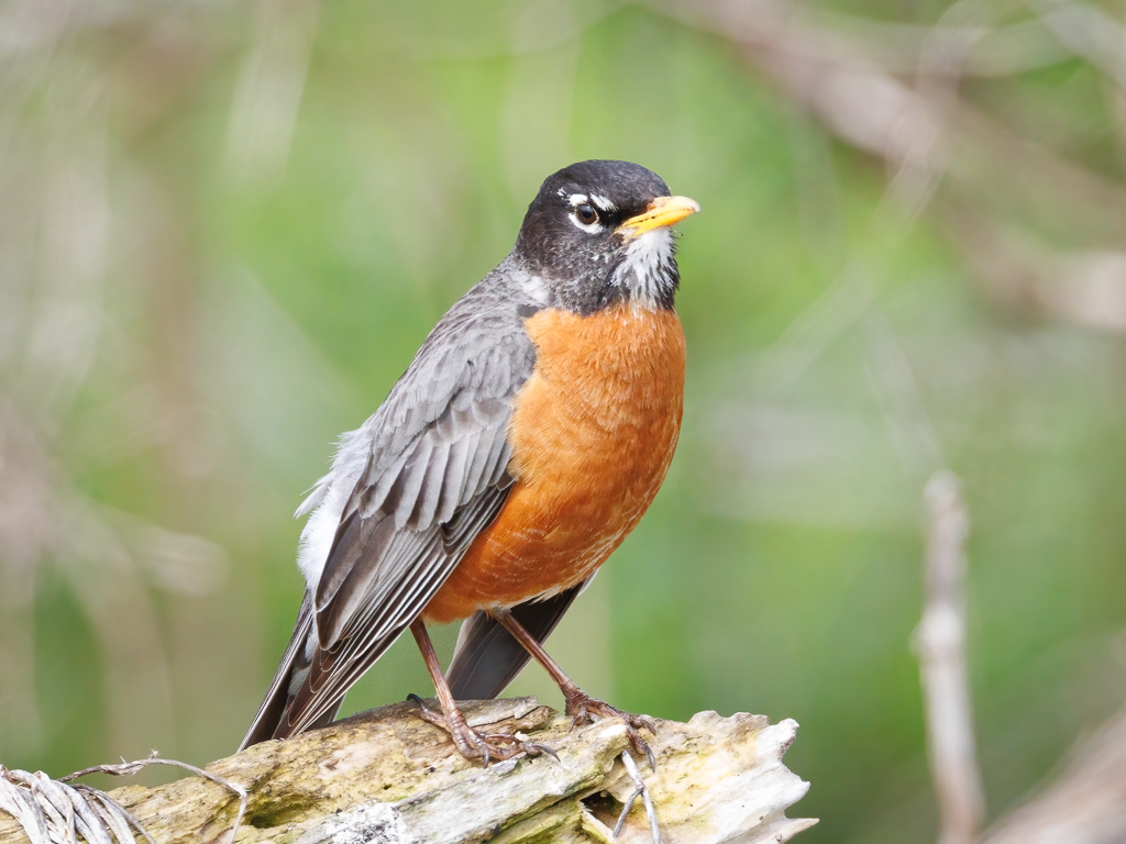  15 American Robin 
