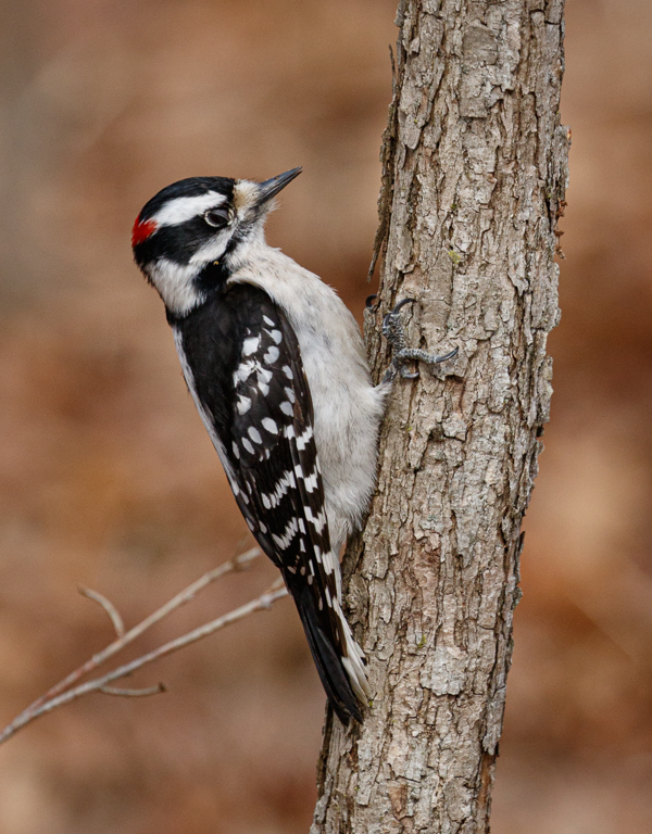  10 Downy Woodpecker 