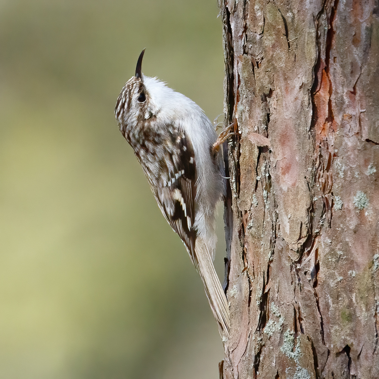  17 Brown Creeper 