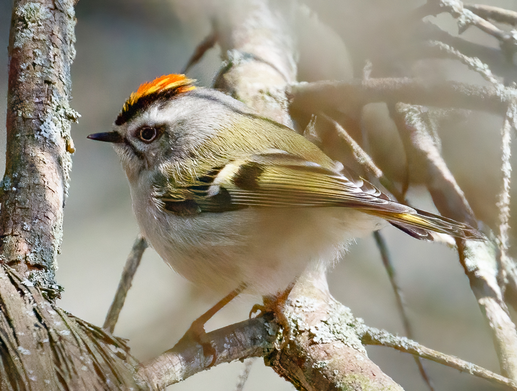  18 Golden-crowned Kinglet 