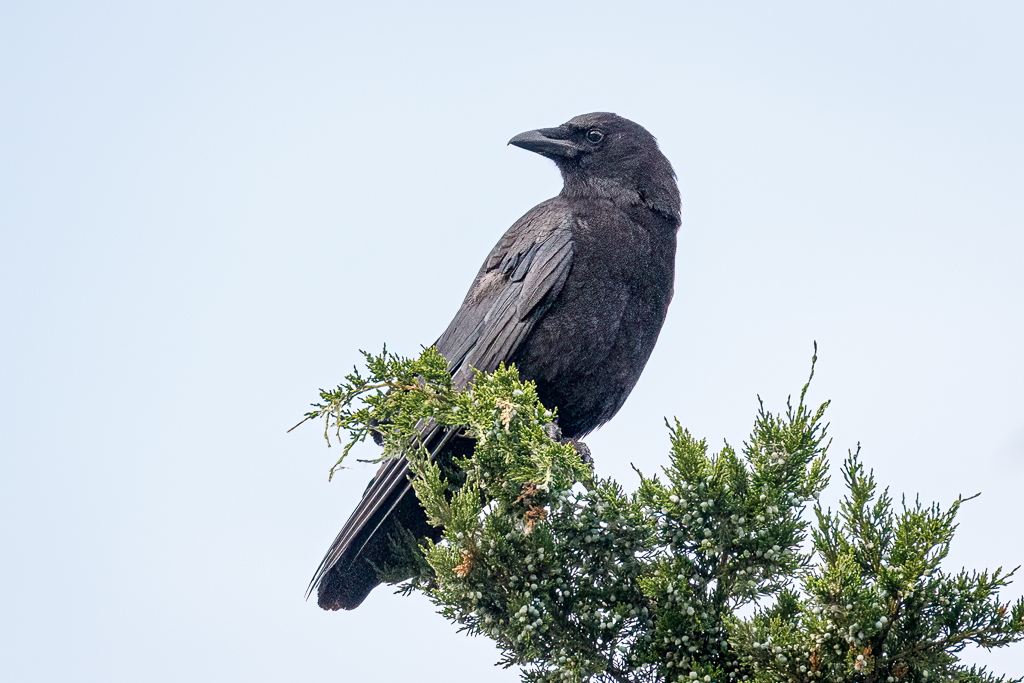  19 American Crow 