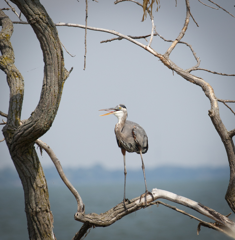  22 Great Blue Heron 