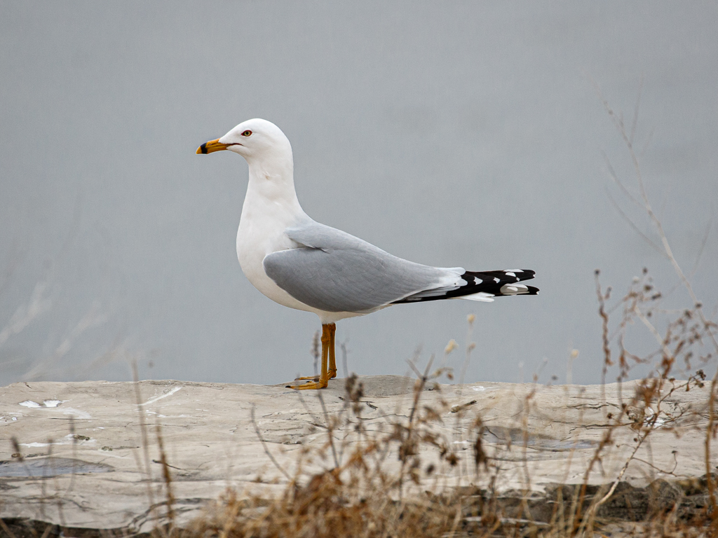  23 Ring-billed Gull 
