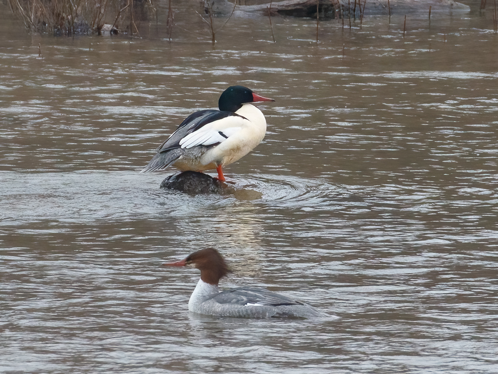  24 Common Merganser 