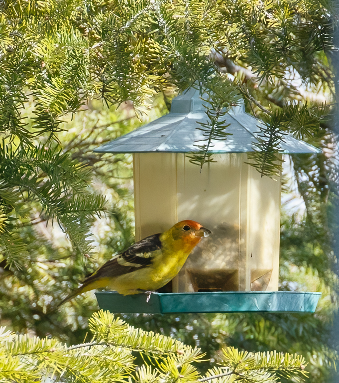  177 Western Tanager 