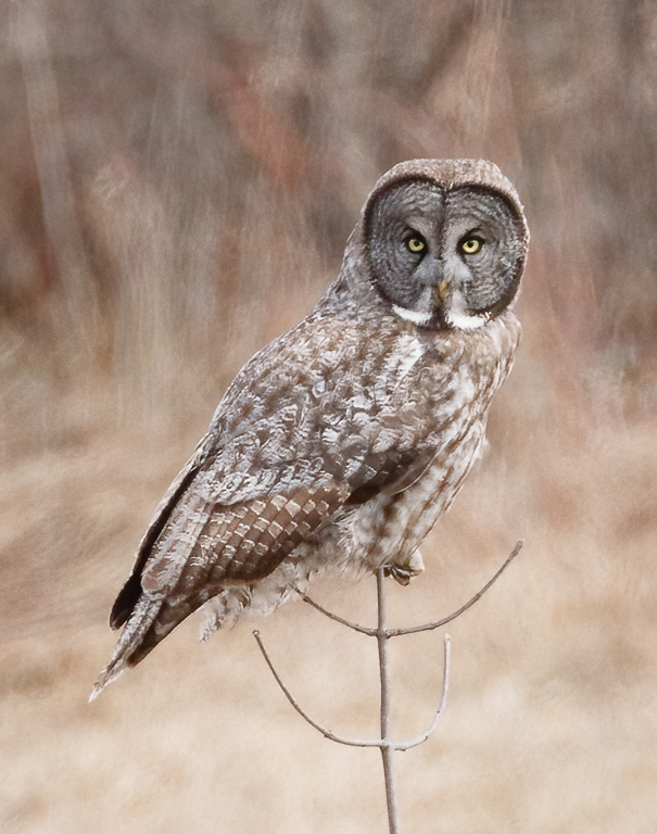  137 Great Gray Owl 