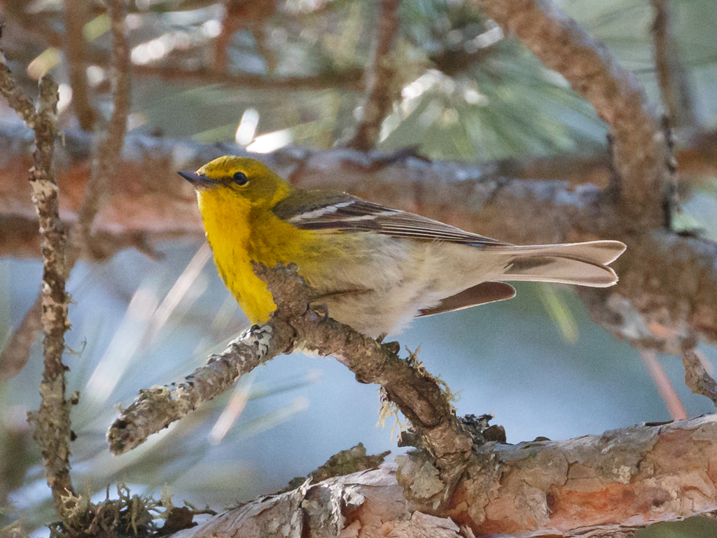  178 Pine Warbler 