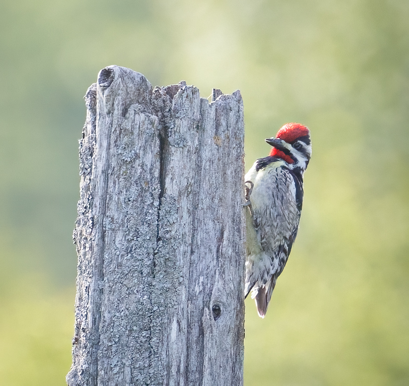  154 Yellow-bellied Sapsucker 