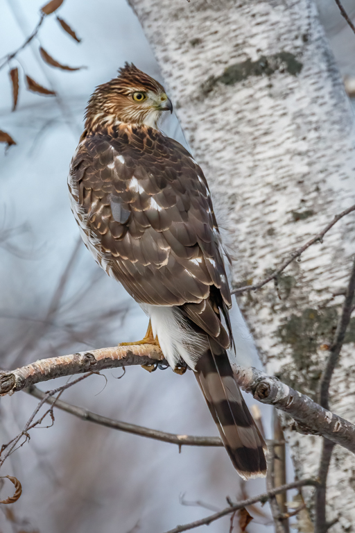  1 Cooper's Hawk 