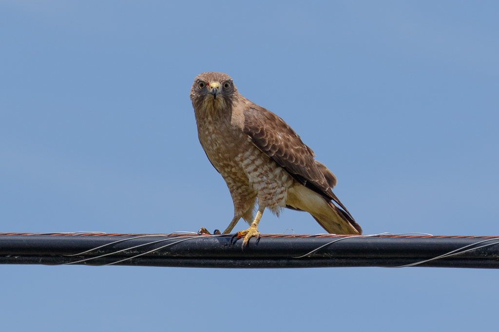  179 Broad-winged Hawk 