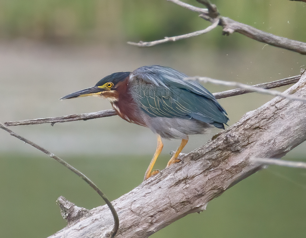  180 Green Heron 