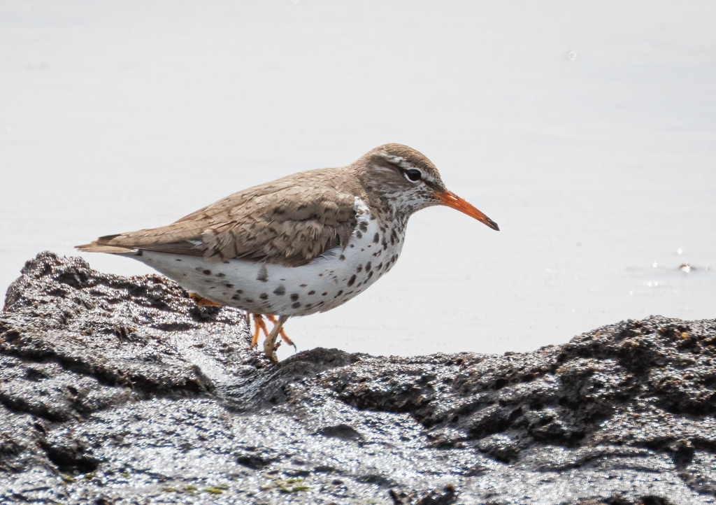  181 Spotted Sandpiper 