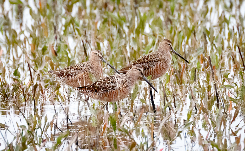  182 Long-billed Dowitcher 