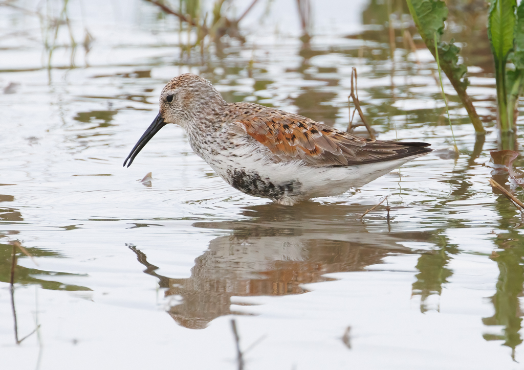  183 Dunlin 