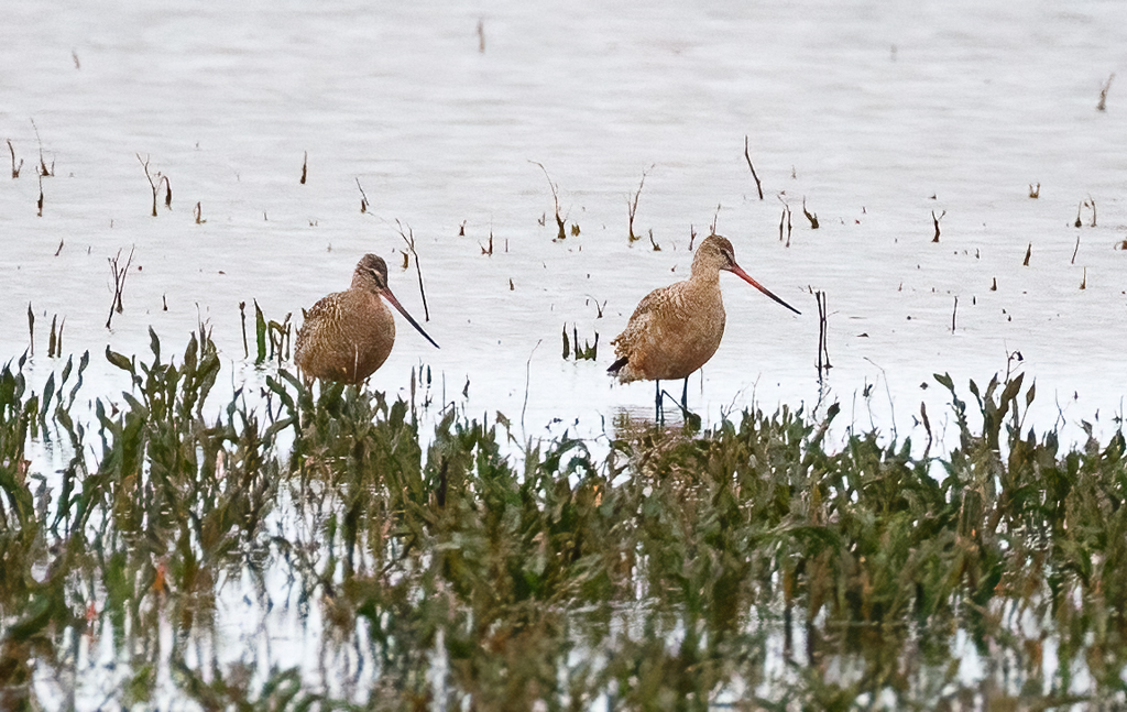  184 Marbled Godwit 