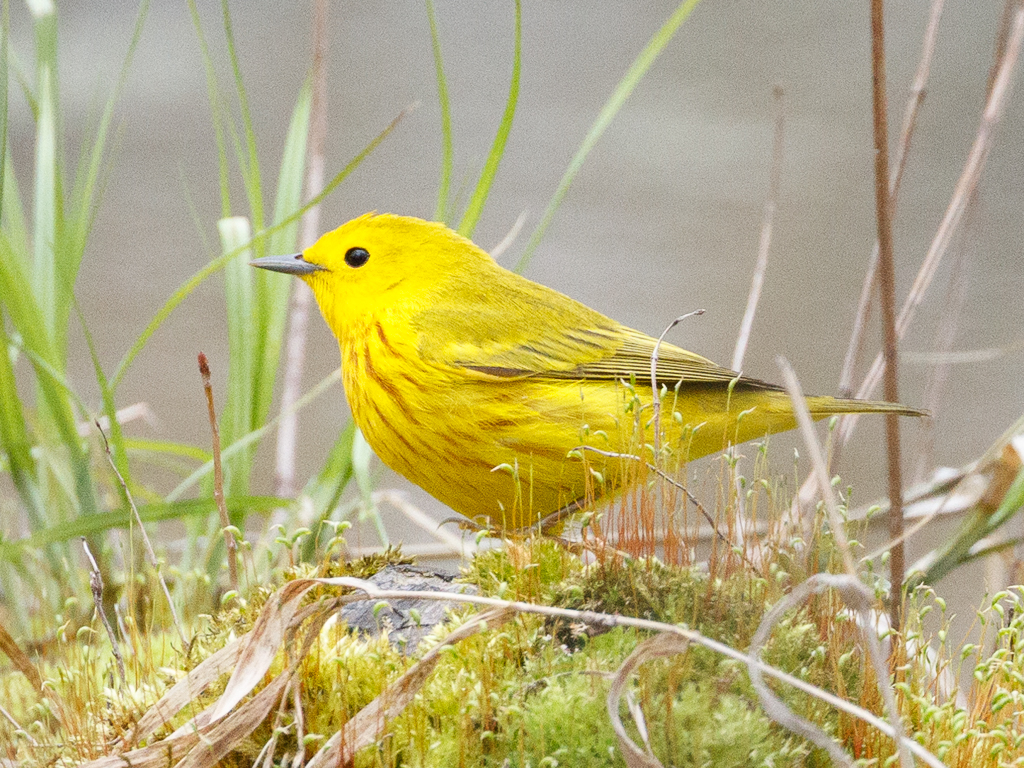  185 Yellow Warbler 