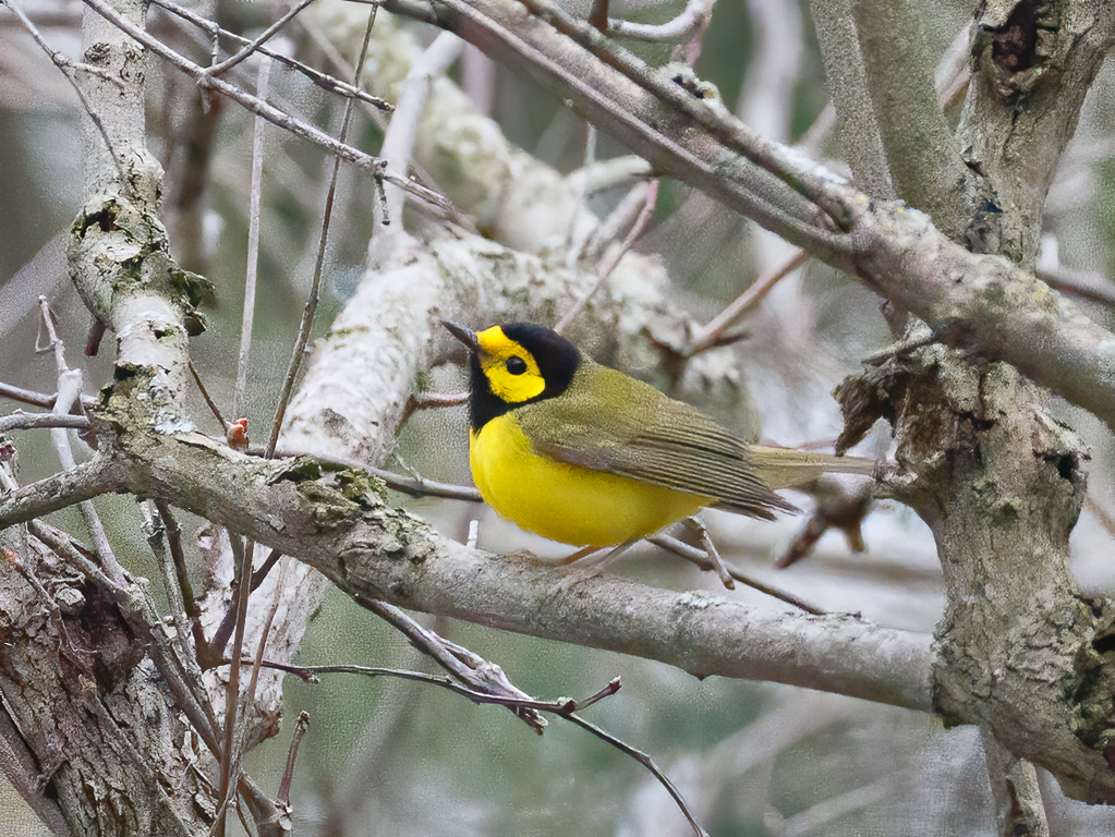  186 Hooded Warbler 