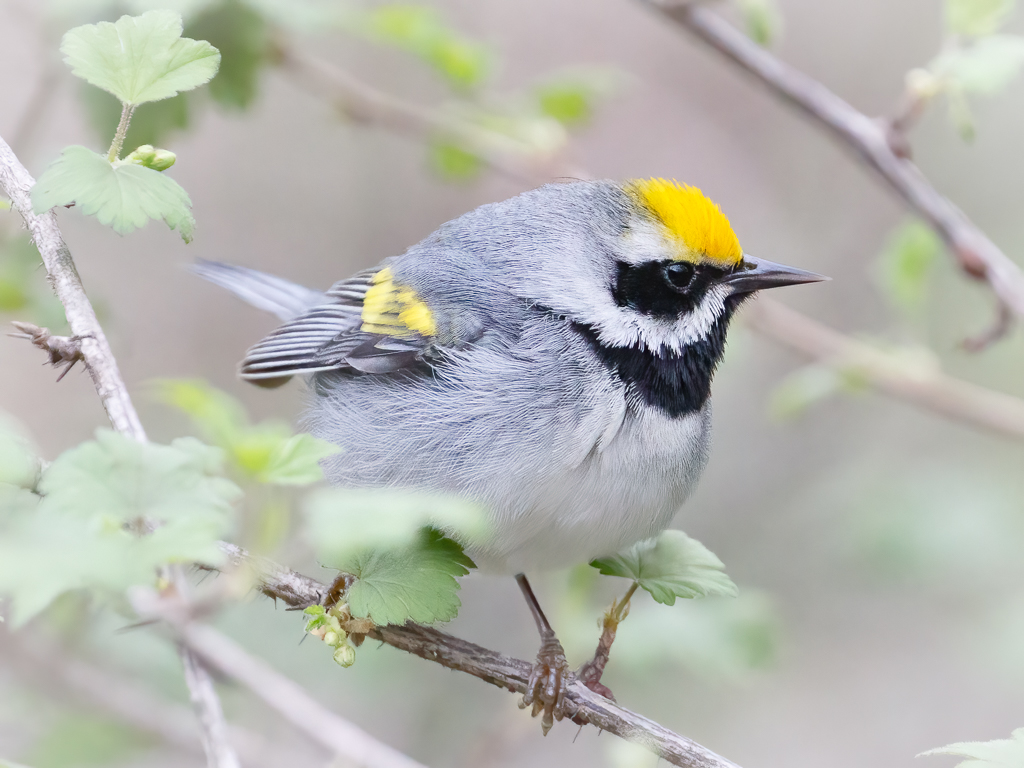  188 Golden-winged Warbler 