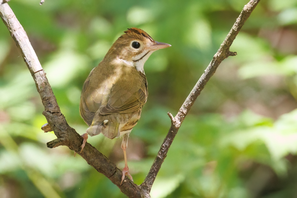  189 Ovenbird 