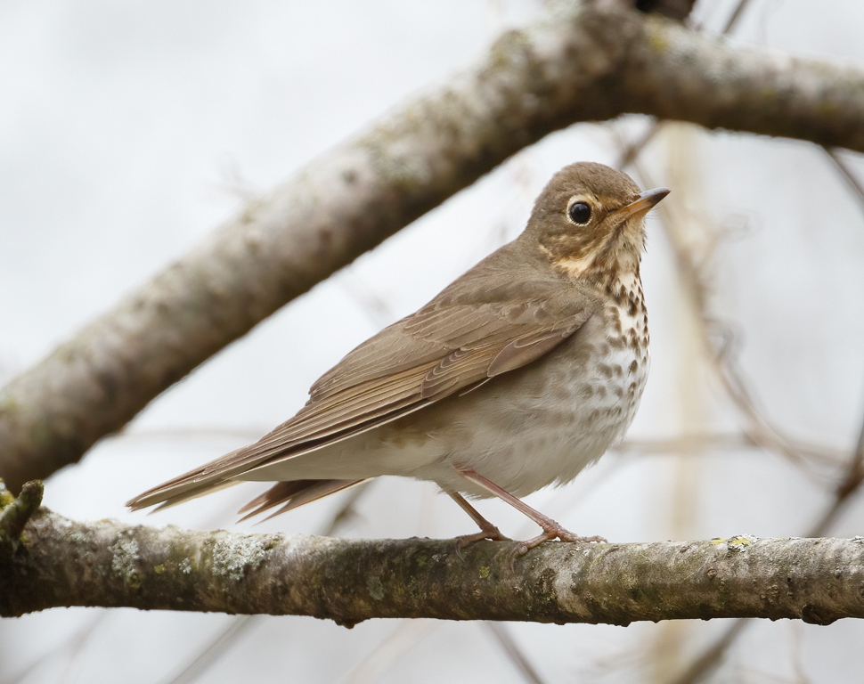  190 Swainson's Thrush 