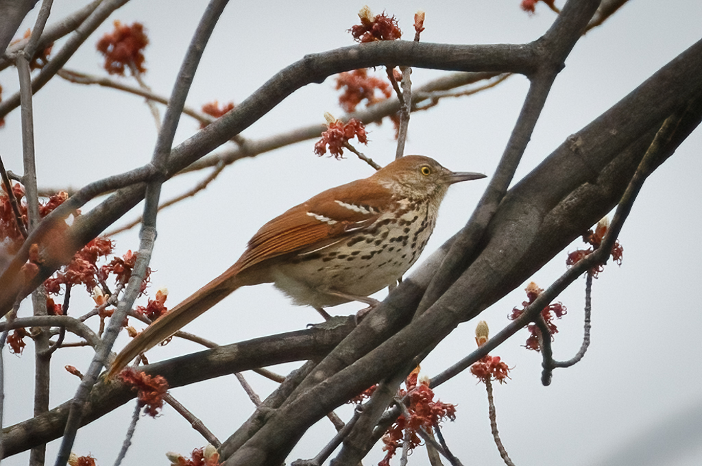  191 Brown Thrasher 