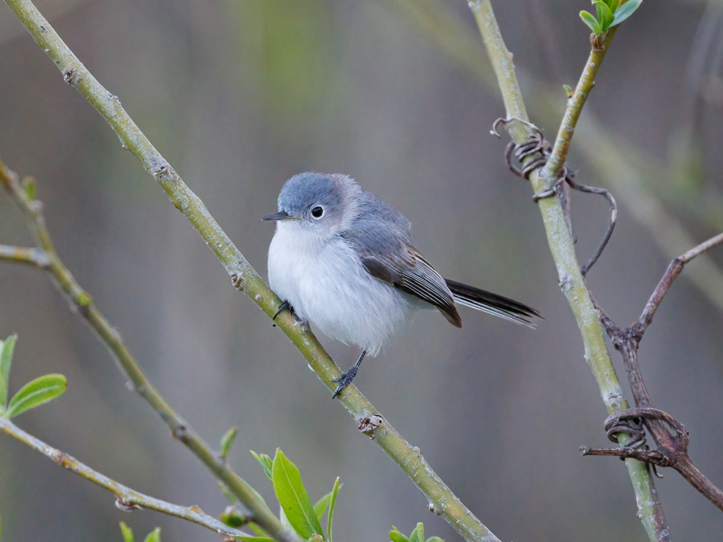  192 Blue-gray Gnatcatcher 