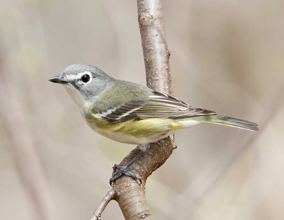  193 Blue-headed Vireo 