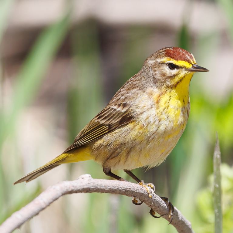  194 Palm Warbler 