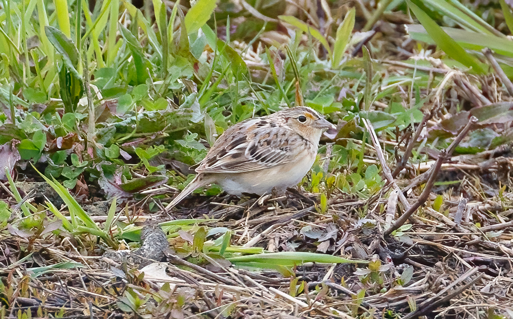  195 Grasshopper Sparrow 