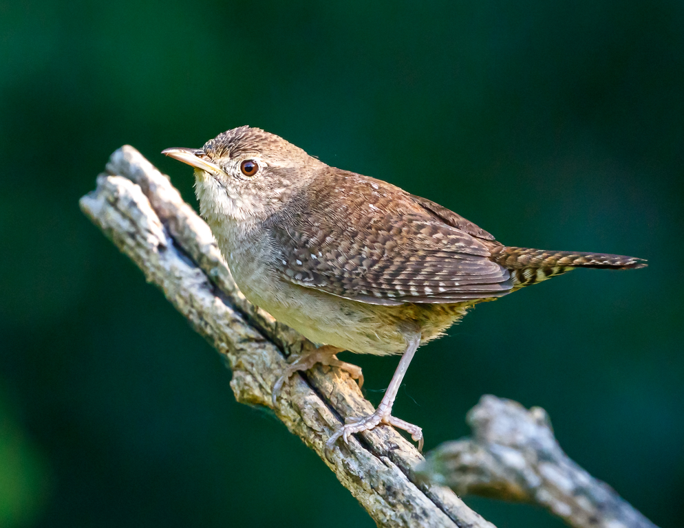  196 House Wren 