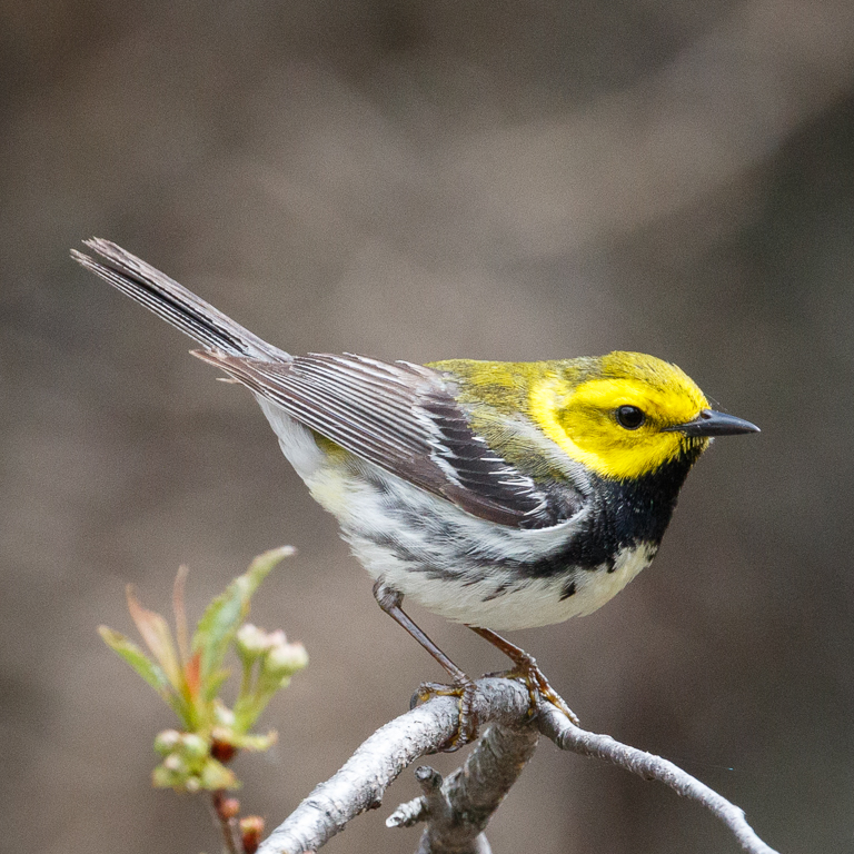  197 Black-throated Green Warbler 
