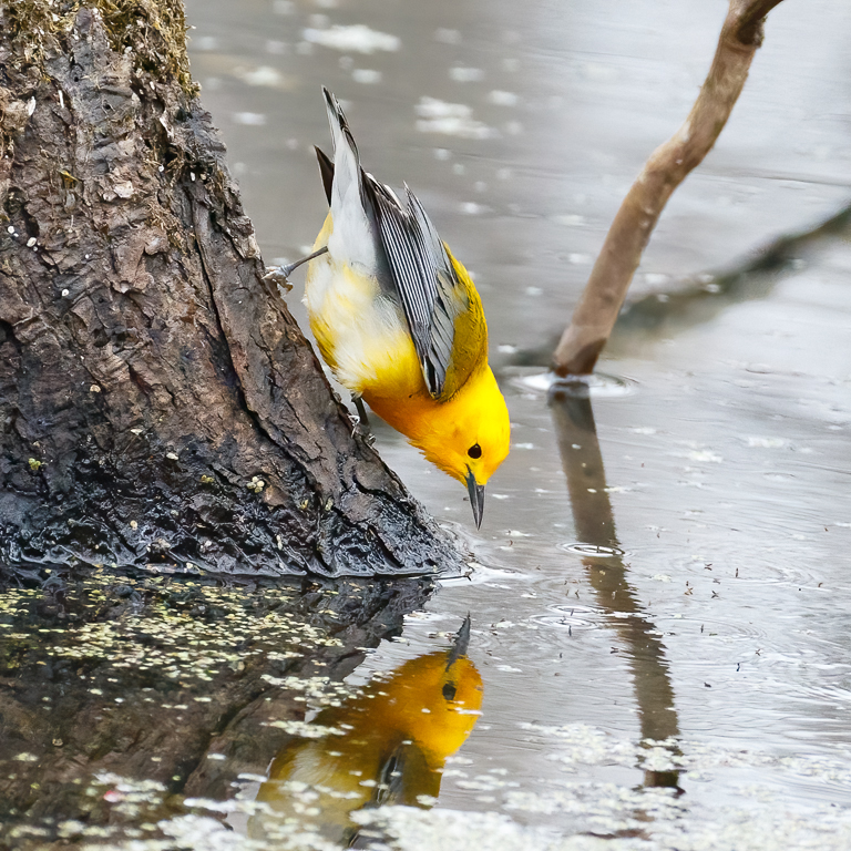  198 Prothonotary Warbler 