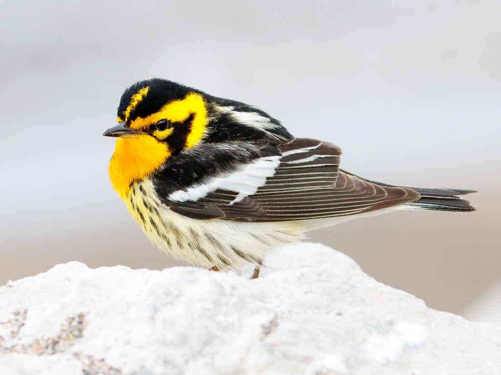  199 Blackburnian Warbler 