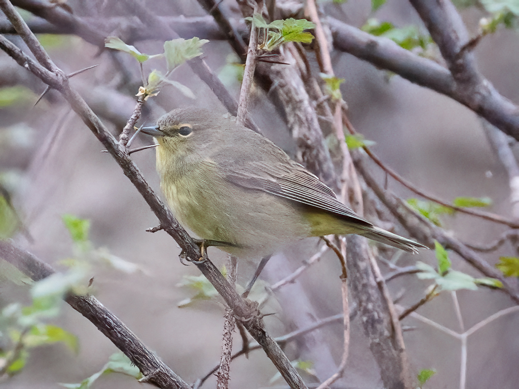  201 Orange-crowned Warbler 