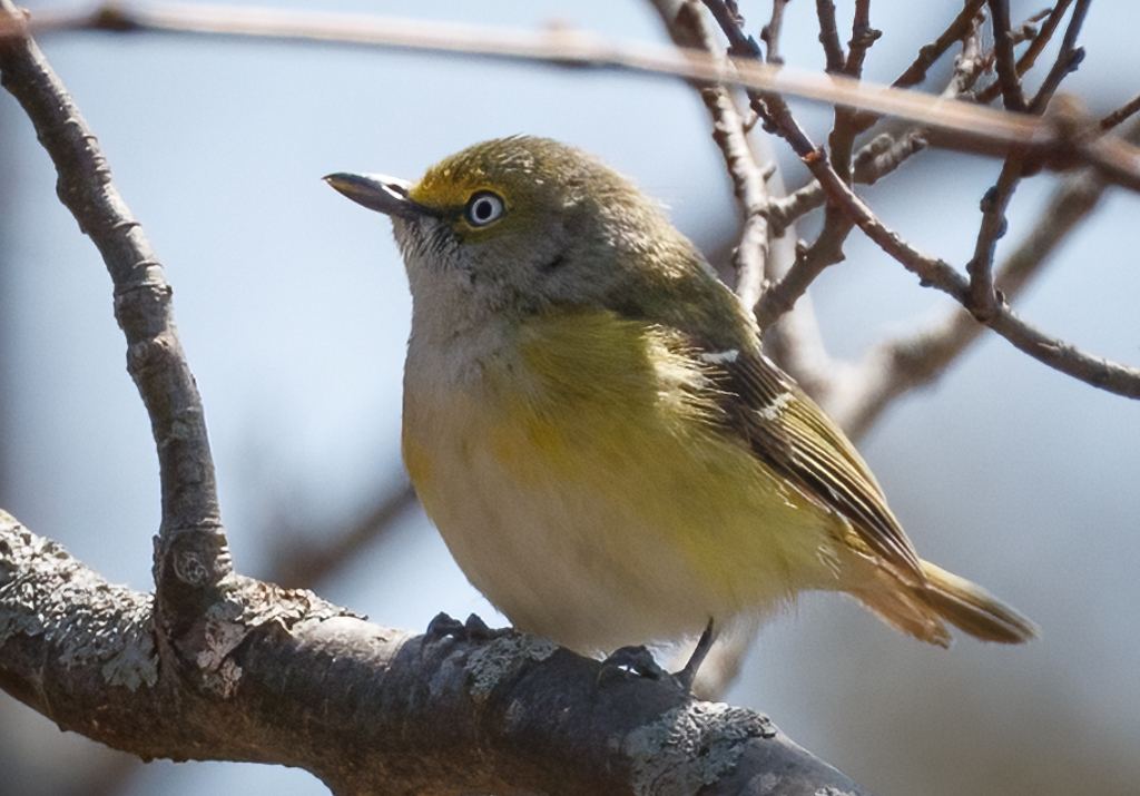  202 White-eyed Vireo 