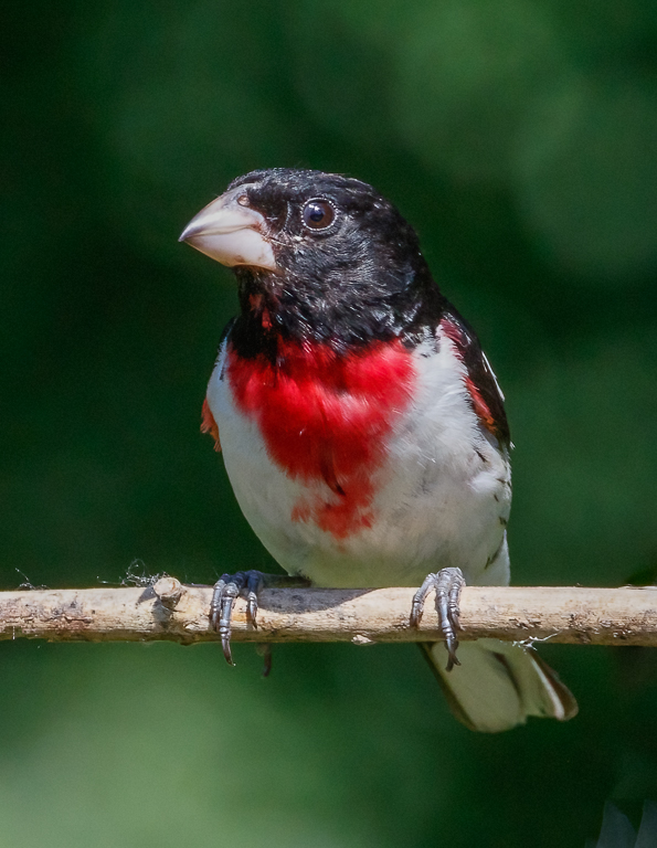  203 Rose-breasted Grosbeak 