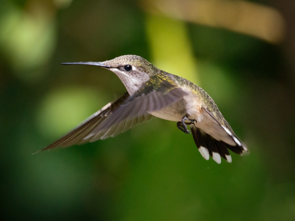  204 Ruby-throated Hummingbird 