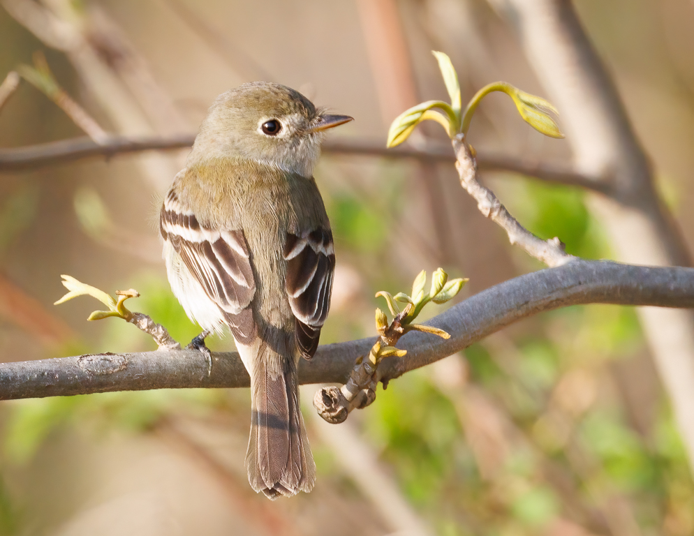  205 Least Flycatcher 