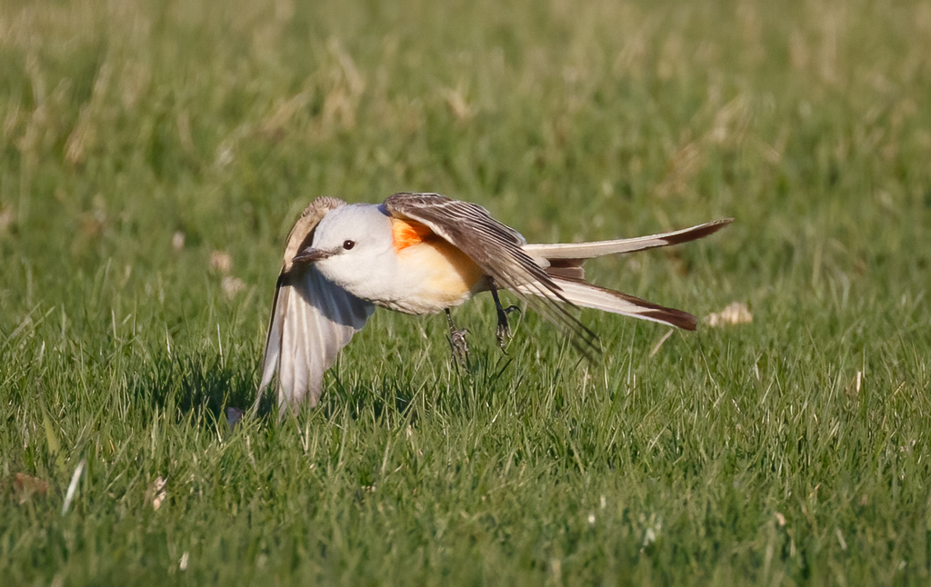  206 Scissor-tailed Flycatcher 