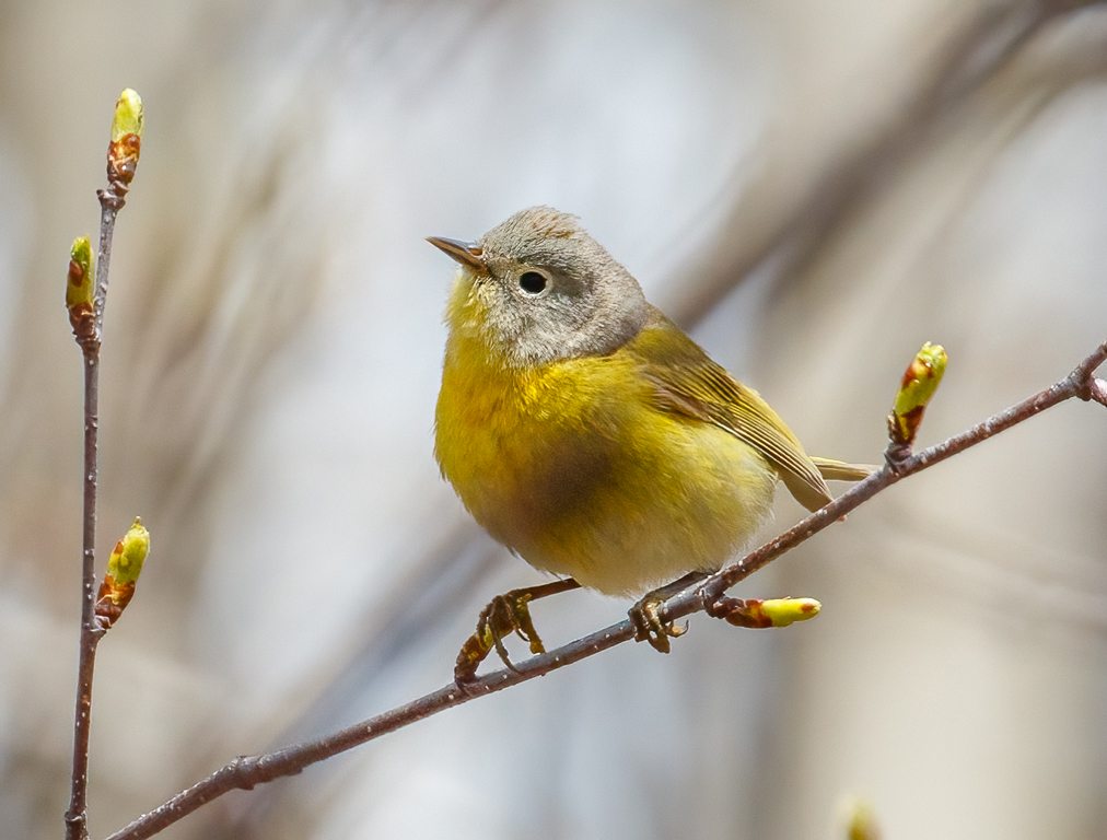  207 Nashville Warbler 