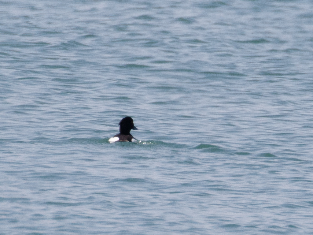  208 Tufted Duck 