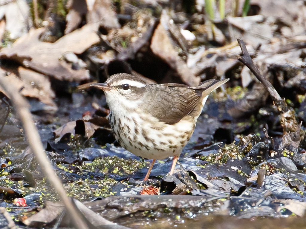  209 Louisiana Waterthrush 