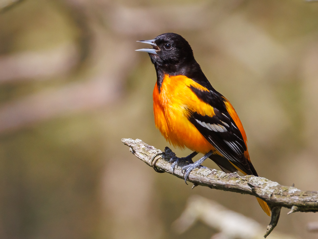  211 Baltimore Oriole 