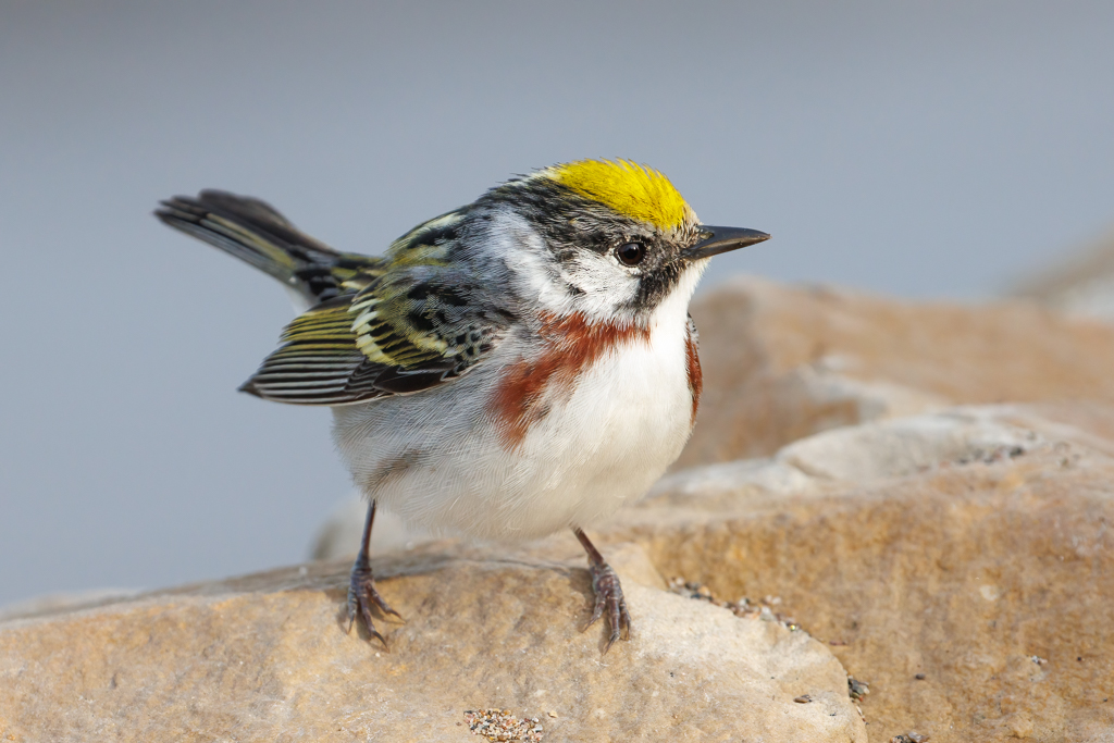  212 Chesnut-sided Warbler 